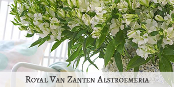 Royal Van Zanten